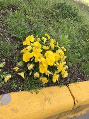 Viola × wittrockiana