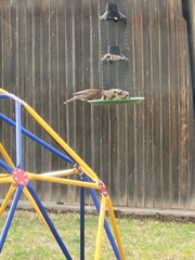 Haemorhous mexicanus