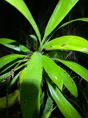 Cordyline rubra