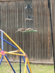 Haemorhous mexicanus