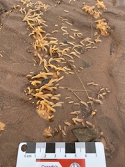 Polymastia bartletti