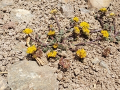 Tauschia decumbens