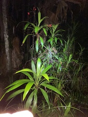 Cordyline rubra