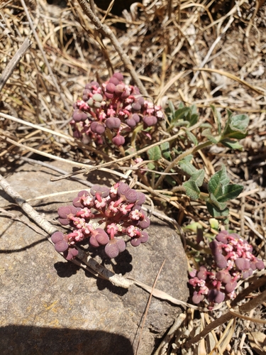 Euphorbia radians var. stormiae
