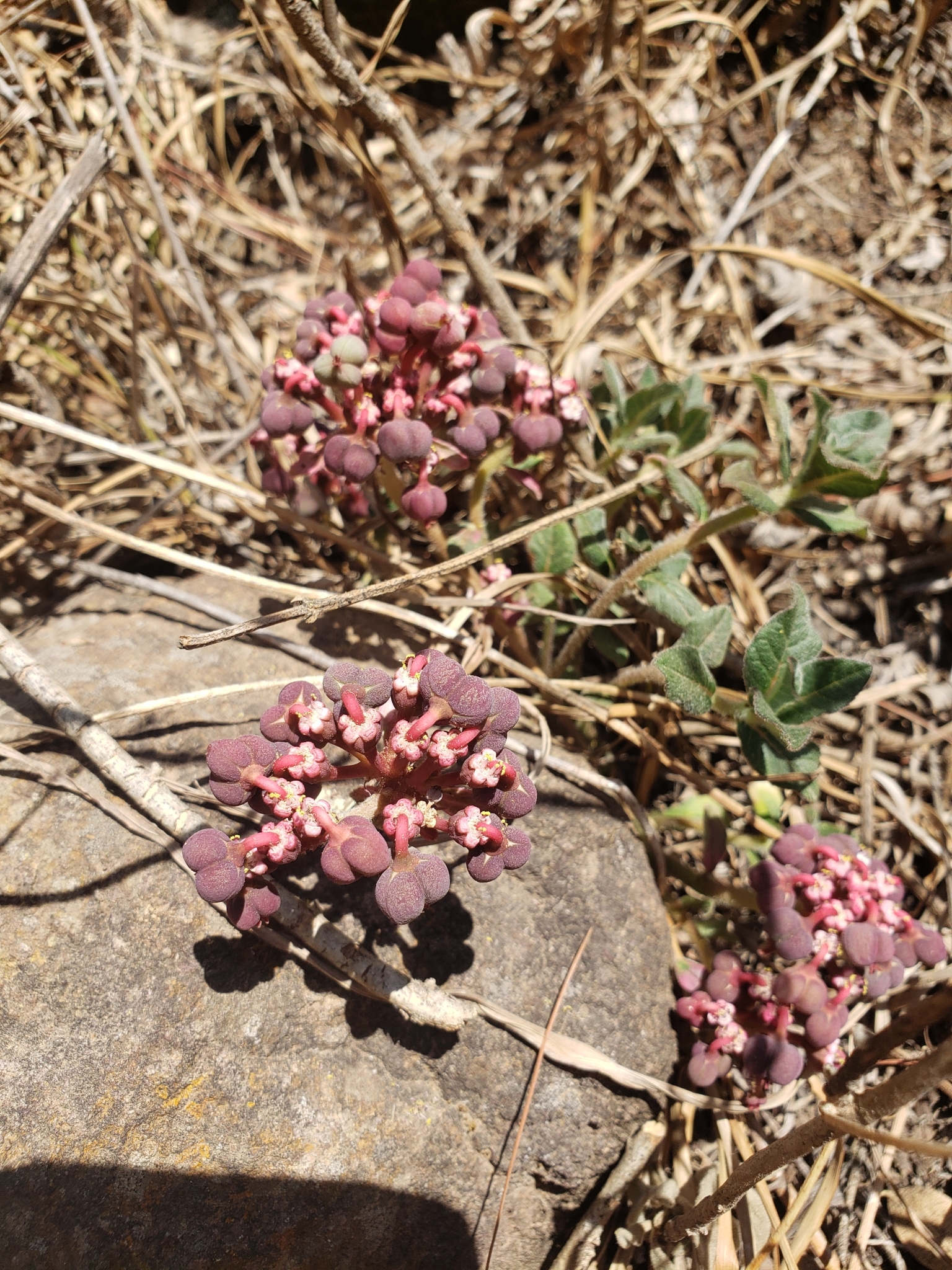 Euphorbia radians var. stormiae