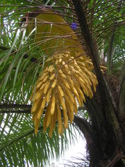 Acrocomia intumescens