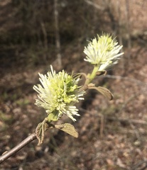Fothergilla major