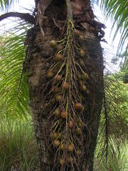 Acrocomia intumescens