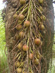 Acrocomia intumescens