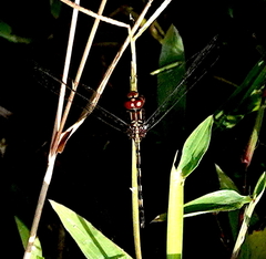 Dythemis sterilis