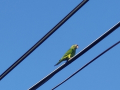Eupsittula canicularis