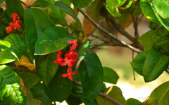 Riccordia ricordii