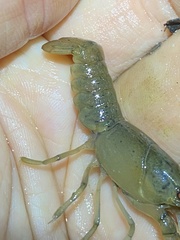 Cherax depressus