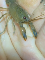 Cherax depressus