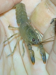Cherax depressus
