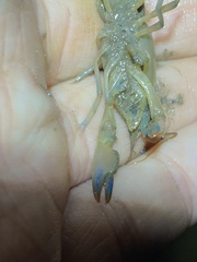 Cherax depressus