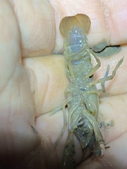 Cherax depressus