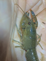 Cherax depressus