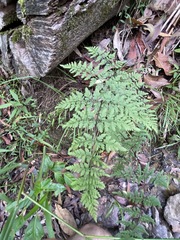 Cheilanthes tenuifolia