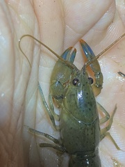 Cherax depressus