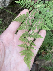 Cheilanthes tenuifolia