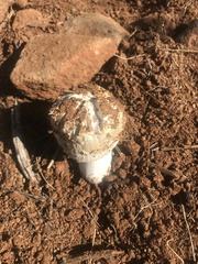 Agaricus deserticola