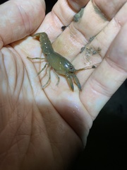 Cherax depressus