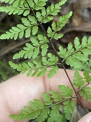 Cheilanthes tenuifolia