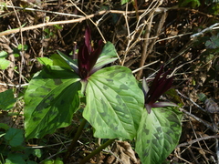 Trillium kurabayashii