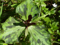 Trillium kurabayashii