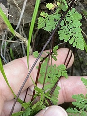 Cheilanthes tenuifolia