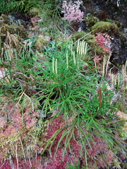 Diphasiastrum thyoides