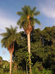 Acrocomia intumescens