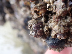 Fistulobalanus kondakovi