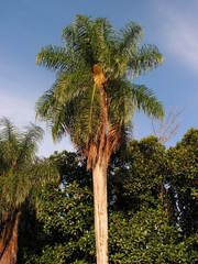 Acrocomia intumescens