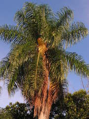 Acrocomia intumescens