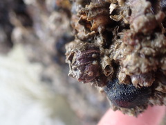 Fistulobalanus kondakovi