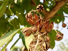 Lagerstroemia speciosa
