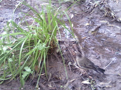 Turdus falcklandii magellanicus