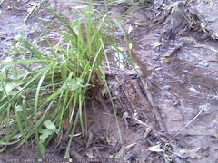 Turdus falcklandii magellanicus