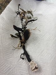 Lithophyllum carpophylli