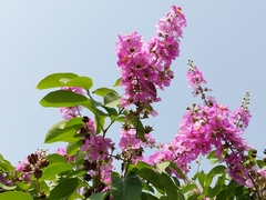 Lagerstroemia speciosa