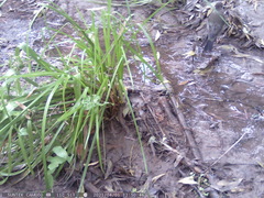 Turdus falcklandii magellanicus