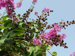 Lagerstroemia speciosa