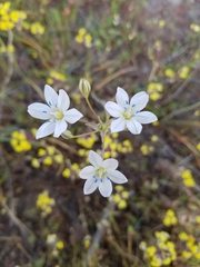 Triteleia lilacina