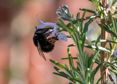 Anthophora plumipes