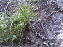Zonotrichia capensis chilensis