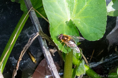 Epistrophe eligans
