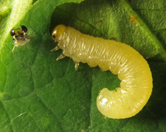 Pristiphora thalictri