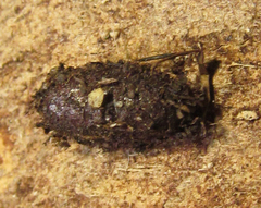 Pristiphora thalictri